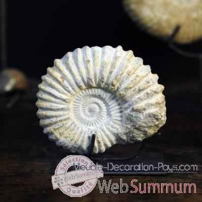 Ammonite Objet de Curiosit -AN047