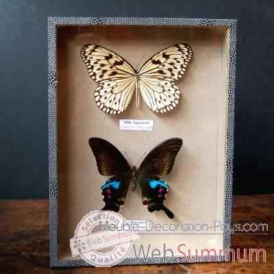 Boite de 2 papillons de thailande Objet de Curiosite -IN030