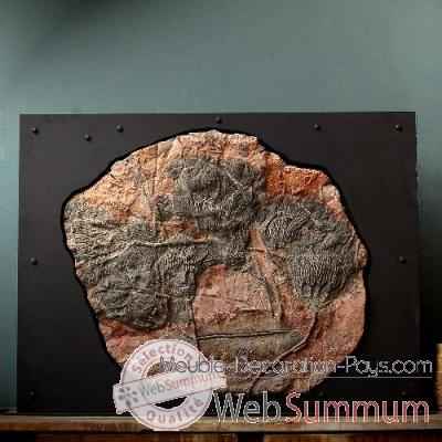 Grande plaque de crinoide Objet de Curiosit -PUFO048
