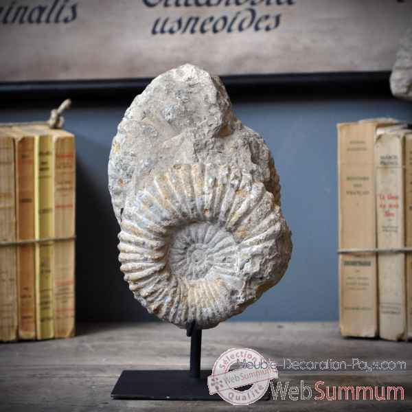 Ammonite double pm Objet de Curiosite -PUFO149