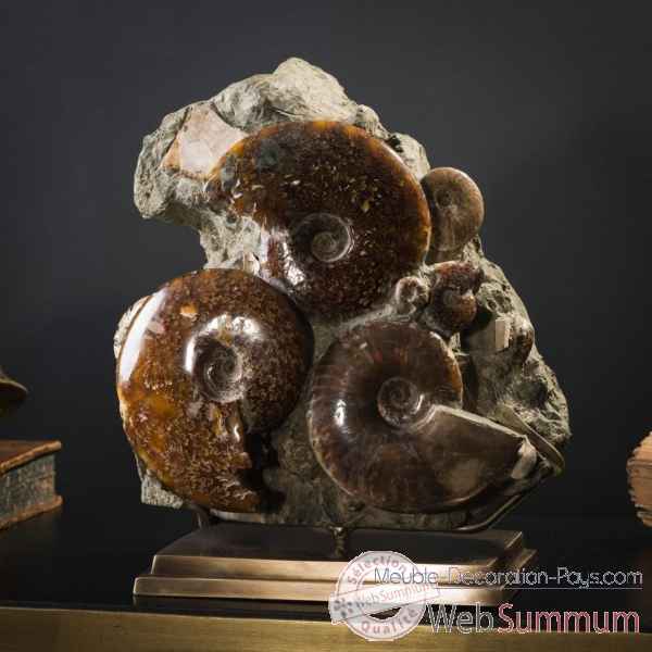 Bloc d\'ammonites de l\'albien - 5-7kg Objet de Curiosite -PUFO307-1