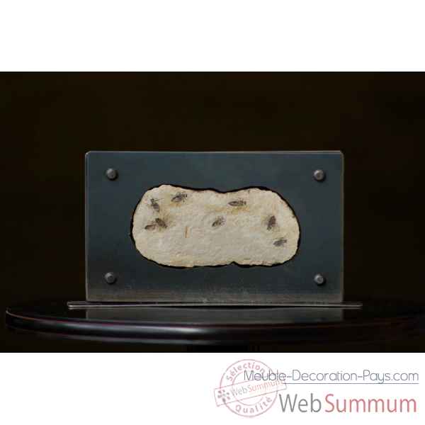 Crinoide en plaque mm Objet de Curiosite -PUFO010