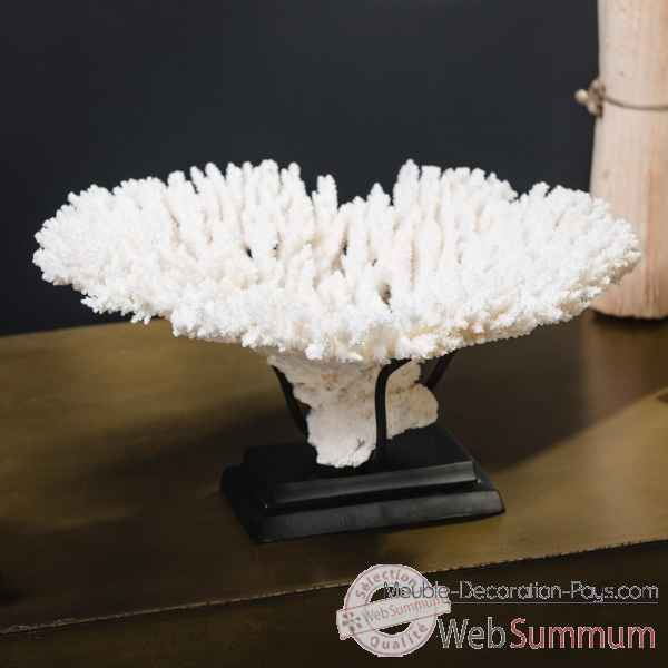 Petite couronne corail blanc acropora hyacinthus Objet de Curiosite -CO396-1