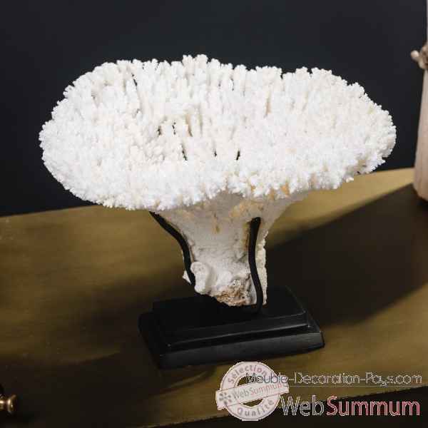 Petite couronne corail blanc acropora hyacinthus Objet de Curiosite -CO396-2