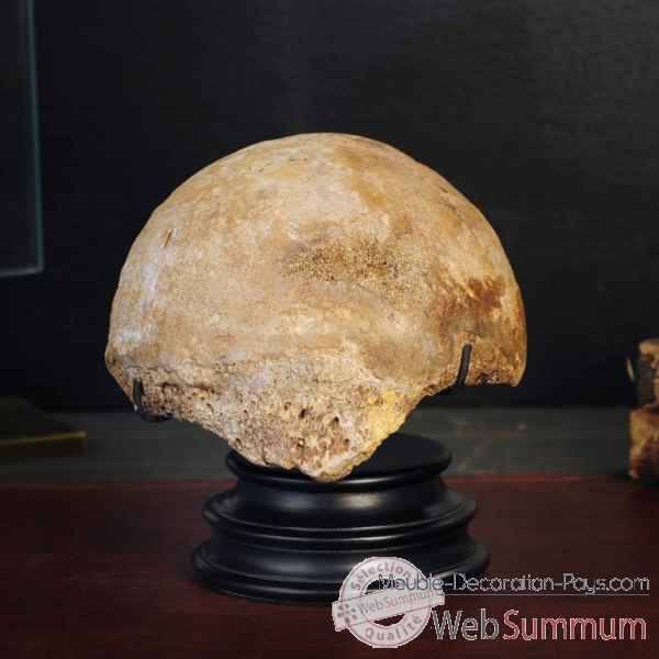 Tete d\'humerus de mammouth Objet de Curiosite -PUFO083