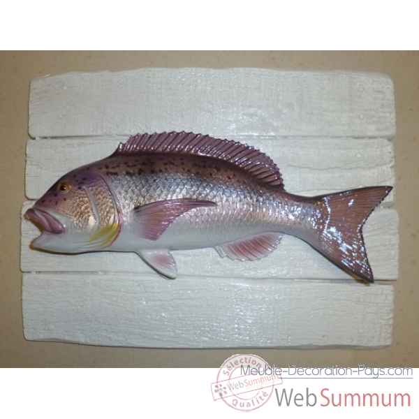 Cadre poisson de mer Cap Vert Denti -CADR02