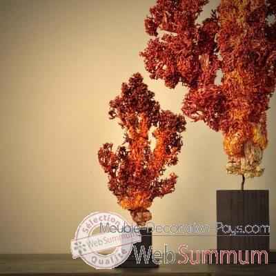 Anemone seche Objet de Curiosite -CO175-x