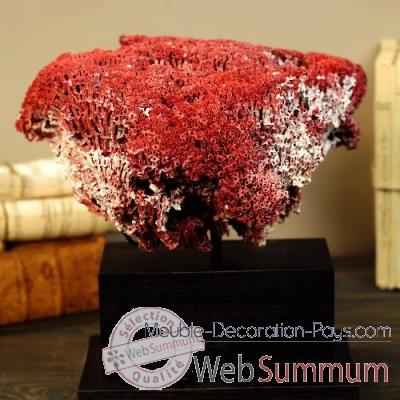 Corail rouge tubipora musica Objet de Curiosite -CO223-5