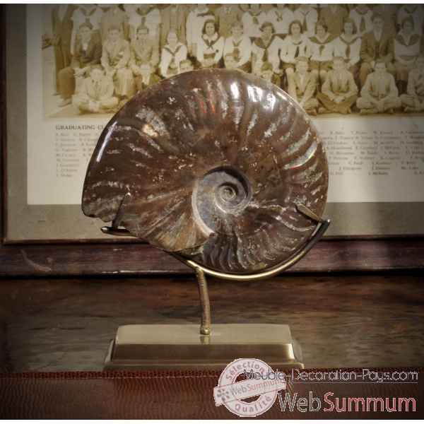Ammonite cleoniceras avec coquille gm Objet de Curiosite -PUFO249-1