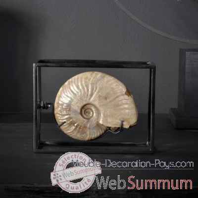 Ammonite cleoniceras avec coquille pm Objet de Curiosite -FO031