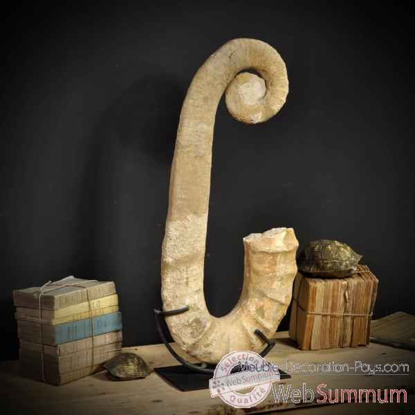 Ammonite deroulee 80cm Objet de Curiosite -PUFO196-2