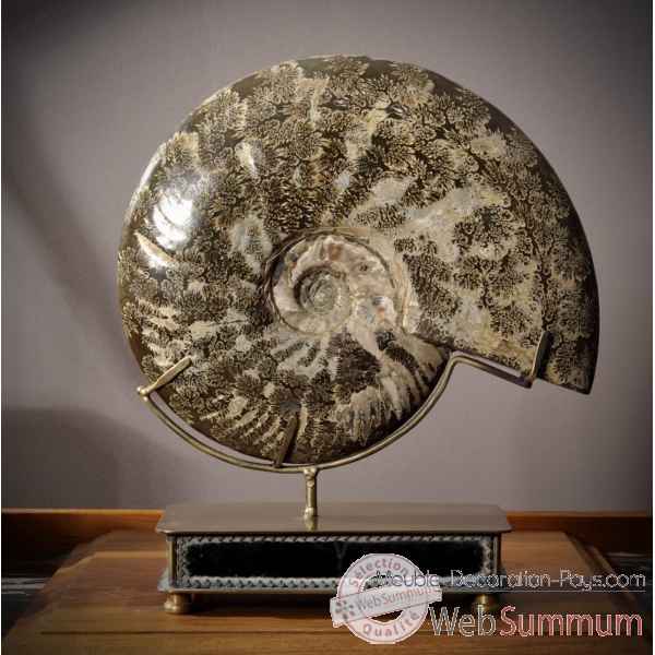 Ammonite fougere entre 3.6kg et 4.8kg Objet de Curiosite -PUFO247-1