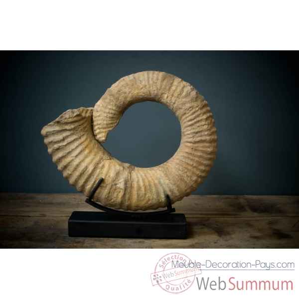 Ammonite semi-deroulee celtique 40 cm Objet de Curiosite -PUFO108