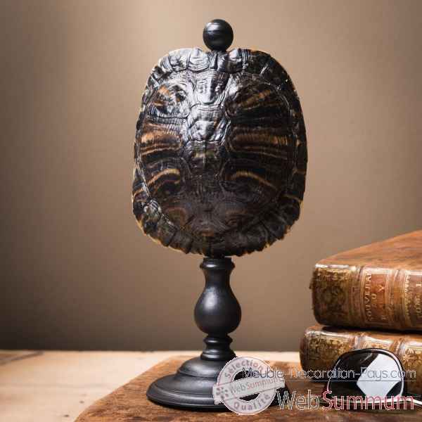 Carapace de tortue trachemys scripta mm Objet de Curiosite -PU630-1
