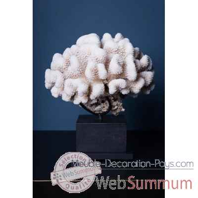 Corail chou fleur Objet de Curiosite -CO303-X