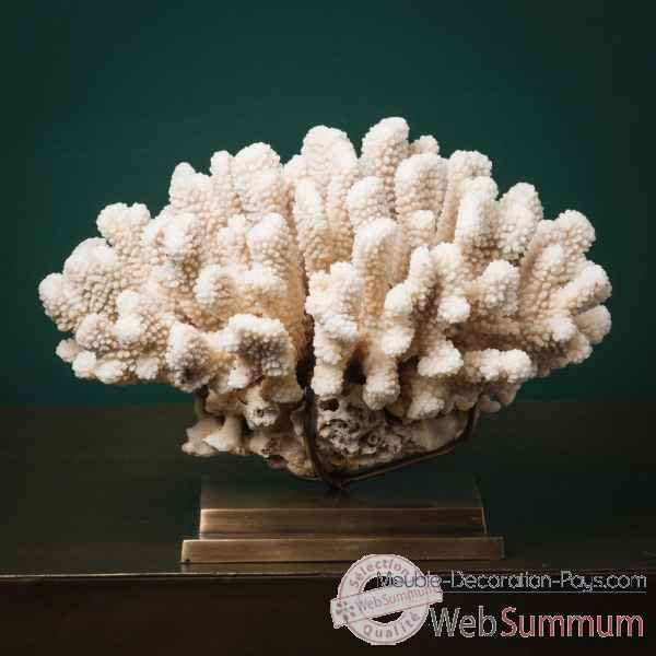Corail choux fleur Objet de Curiosite -CO363-5