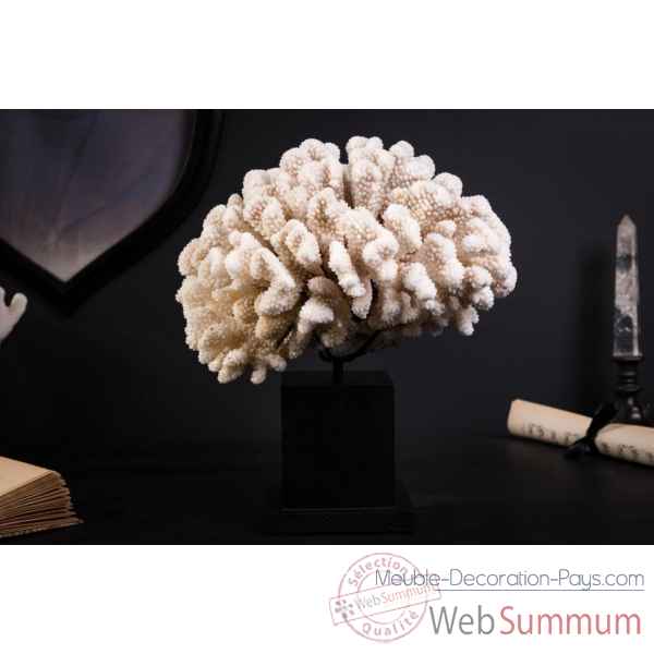 Corail cluster Objet de Curiosite -CO279-12