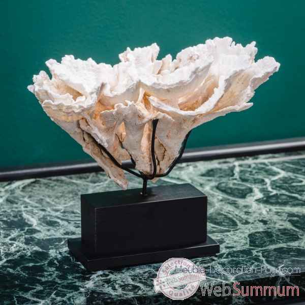Corail laitue montipora mm Objet de Curiosite -CO267-3