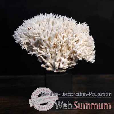 Corail pic nid blanc Objet de Curiosite -CO241-X