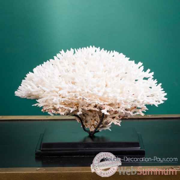 Corail pics nids blanc seriatopora hystrix Objet de Curiosite -CO417-2