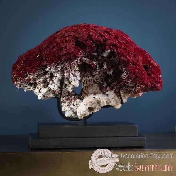 Corail rouge gm 25-30cm tubipora musica Objet de Curiosite -CO286-11