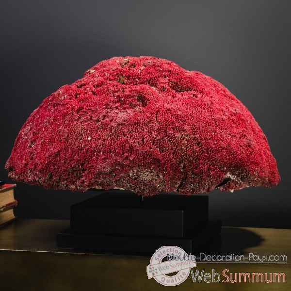 Corail rouge tgm tubipora musica Objet de Curiosite -CO386-1