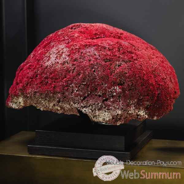 Corail rouge tgm tubipora musica Objet de Curiosite -CO386-3