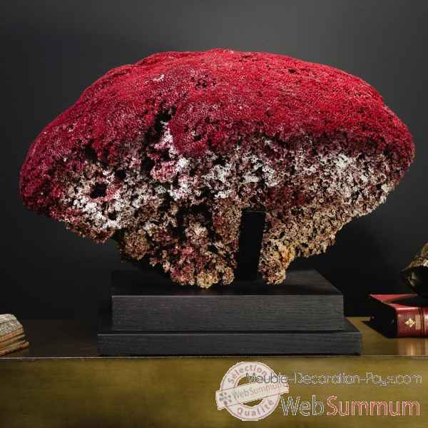 Corail rouge tgm tubipora musica Objet de Curiosite -CO386-4
