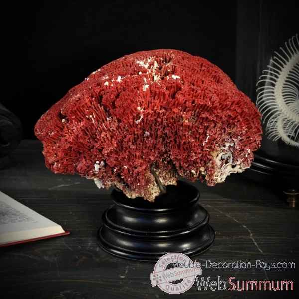 Corail rouge tubipora socle rond Objet de Curiosite -CO238-3