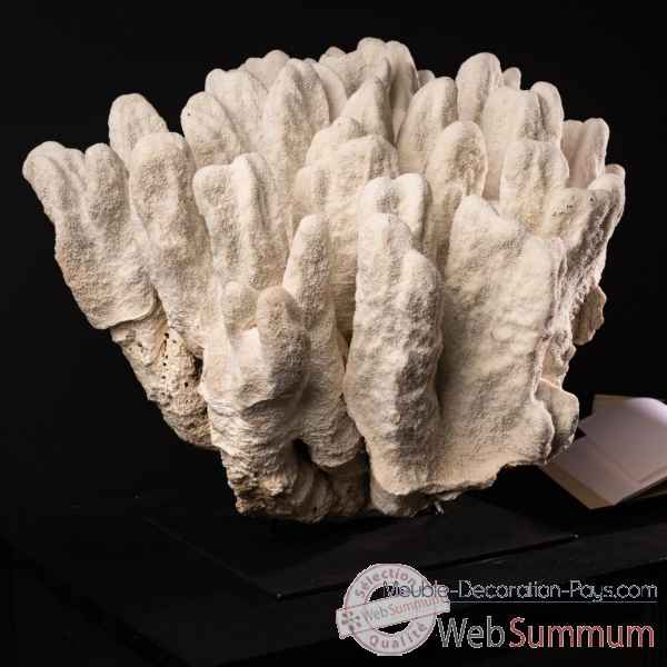 Corail"patte de chat" forme remaquable Objet de Curiosite -CO294