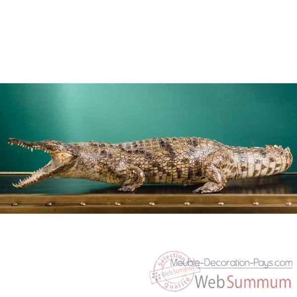 Crocodile du nil empaille 140cm env. Objet de Curiosite -PU031-2