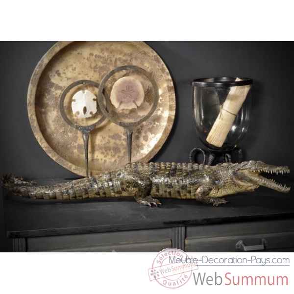 Crocodile du nil empaille 140cm env. Objet de Curiosite -PU031-X