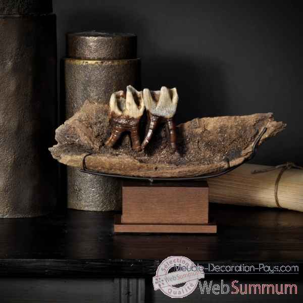 Machoire de rhino laineux avec 2 dents Objet de Curiosite -PUFO252