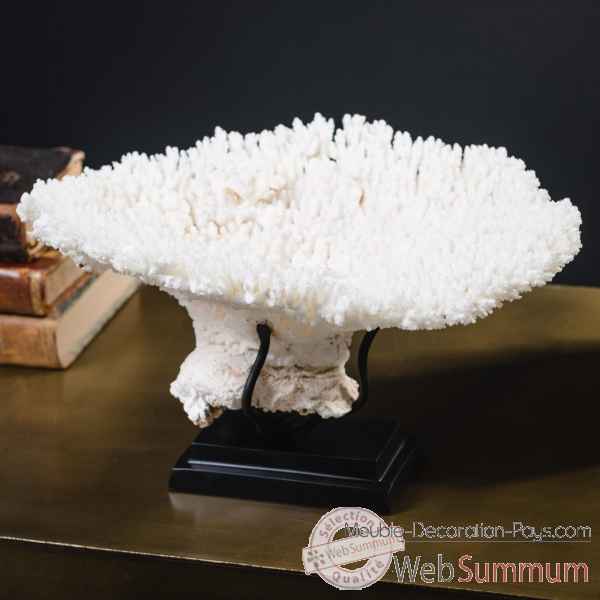 Petite couronne corail blanc acropora hyacinthus Objet de Curiosite -CO396-3