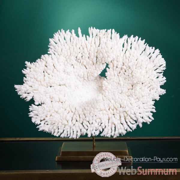 Petite couronne corail blanc acropora hyacinthus Objet de Curiosite -CO422-3