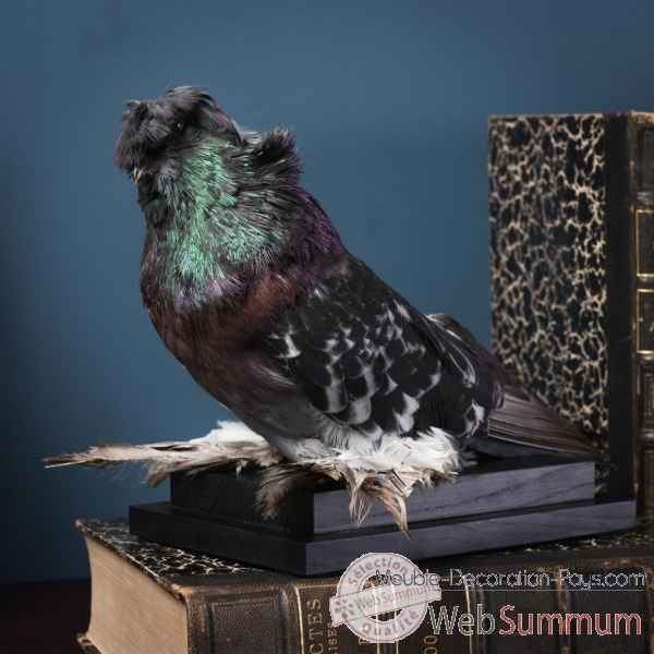Pigeon d'ornement tambour sur socle rect bois Objet de Curiosite -PU359