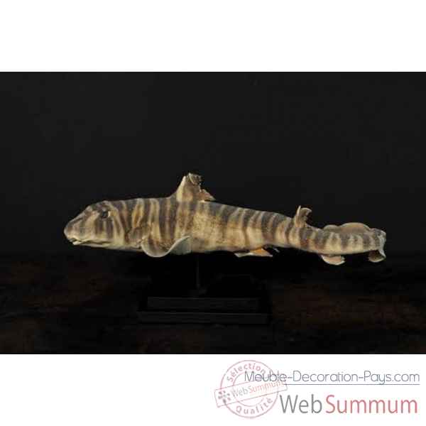 Requin portjackson naturalise sur socle bois Objet de Curiosite -PU401-X