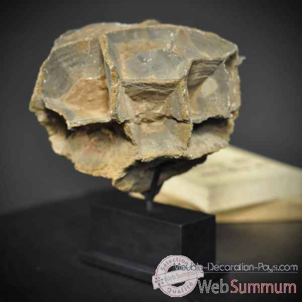 Septaria erode 3.5kg Objet de Curiosite -PUMI400