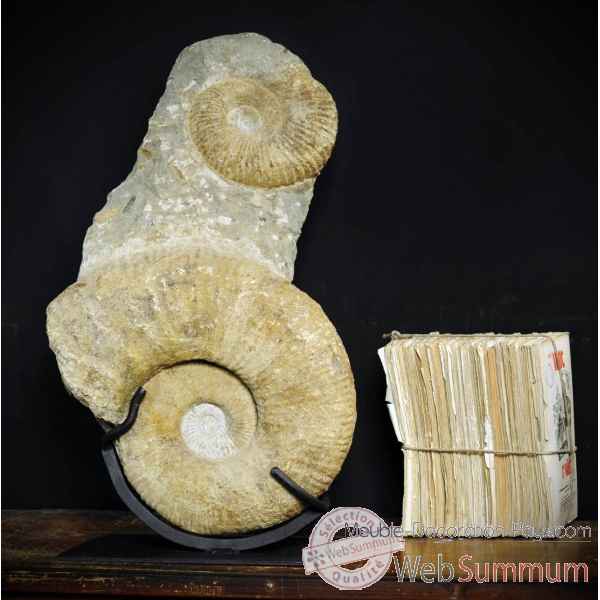 Totem de 2 ammonites Objet de Curiosite -PUFO152