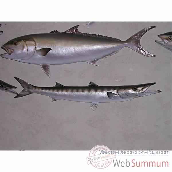 Trophée poisson des mers atlantique méditerranée et nord Cap Vert Barracuda -TR036