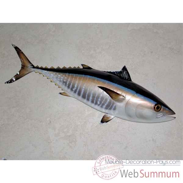 Trophée poisson des mers atlantique méditerranée et nord Cap Vert Thon rouge -TRDF49