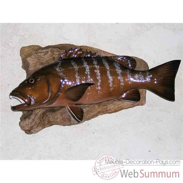 Trophee poisson des mers tropicales Cap Vert Carpe rouge -TRDF53